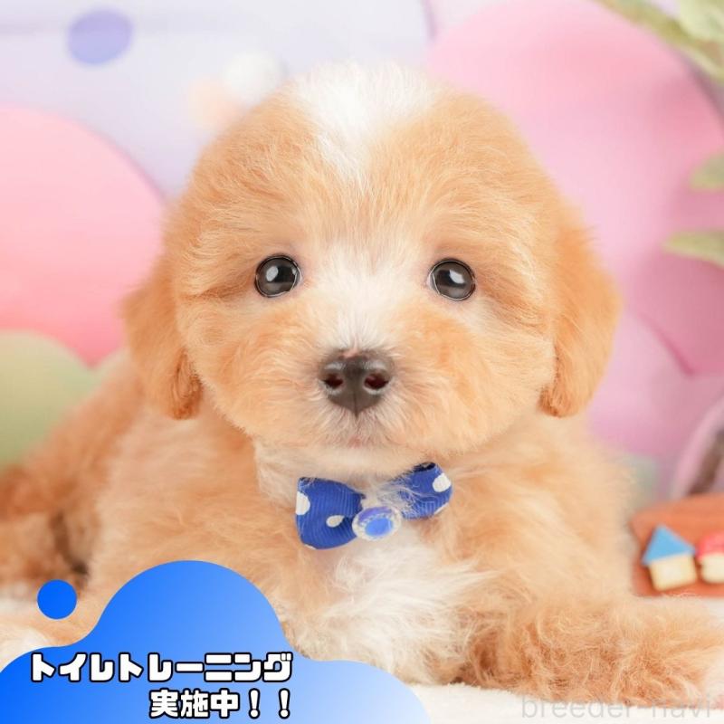 販売中の静岡県のマルプー:マルチーズ×トイプードル-428565