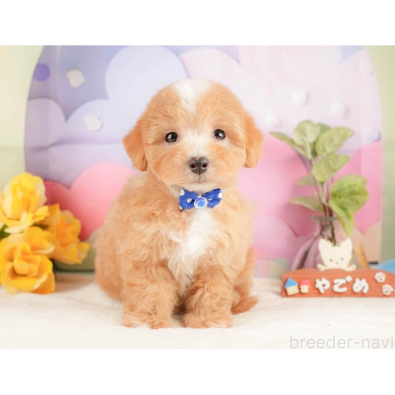 販売中の静岡県のマルプー:マルチーズ×トイプードル-428565の9枚目