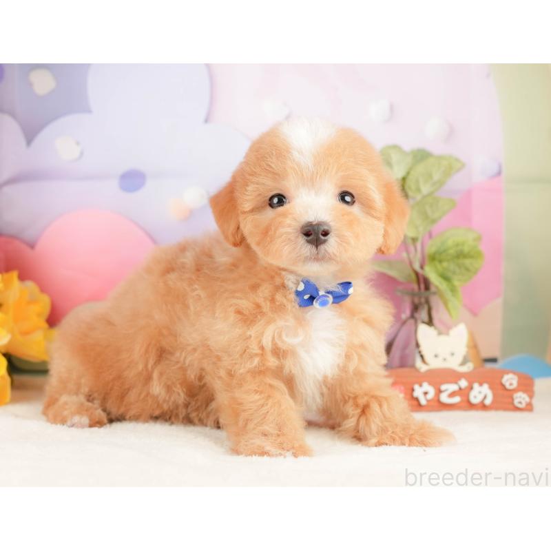 販売中の静岡県のマルプー:マルチーズ×トイプードル-428565の8枚目