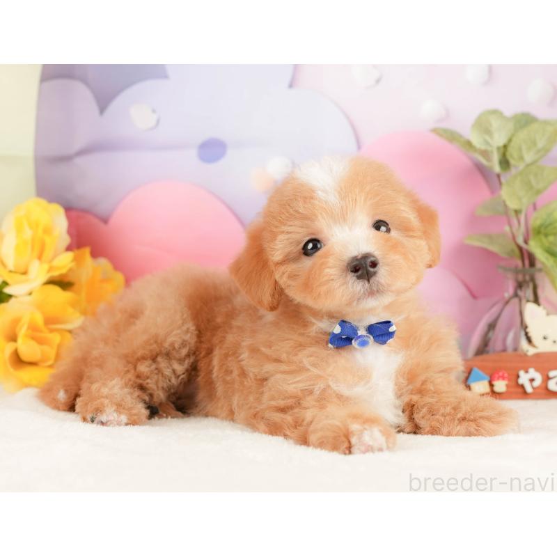 販売中の静岡県のマルプー:マルチーズ×トイプードル-428565の7枚目