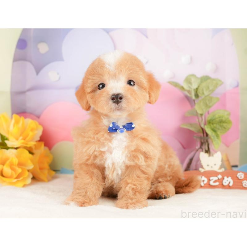 販売中の静岡県のマルプー:マルチーズ×トイプードル-428565の6枚目