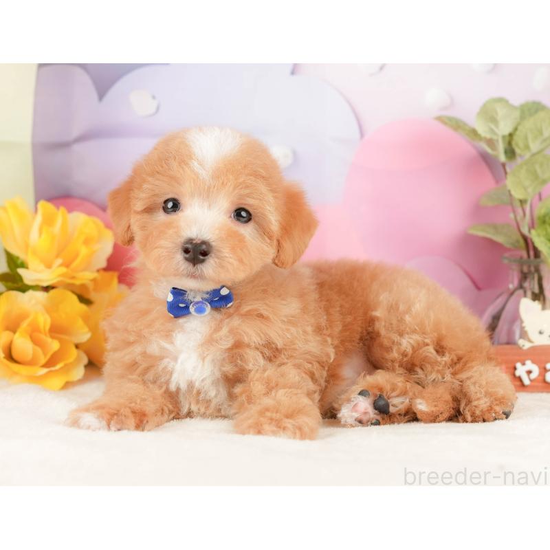 販売中の静岡県のマルプー:マルチーズ×トイプードル-428565の5枚目