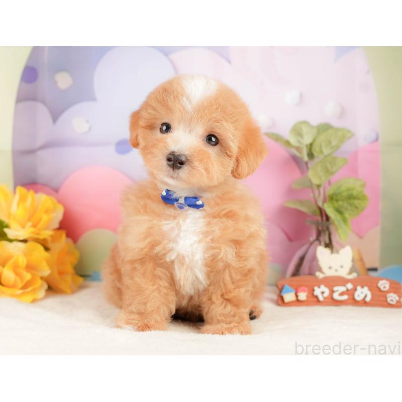 販売中の静岡県のマルプー:マルチーズ×トイプードル-428565の4枚目