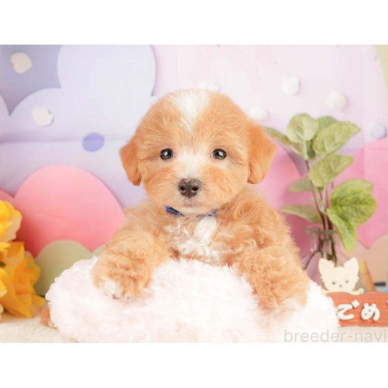 販売中の静岡県のマルプー:マルチーズ×トイプードル-428565の3枚目