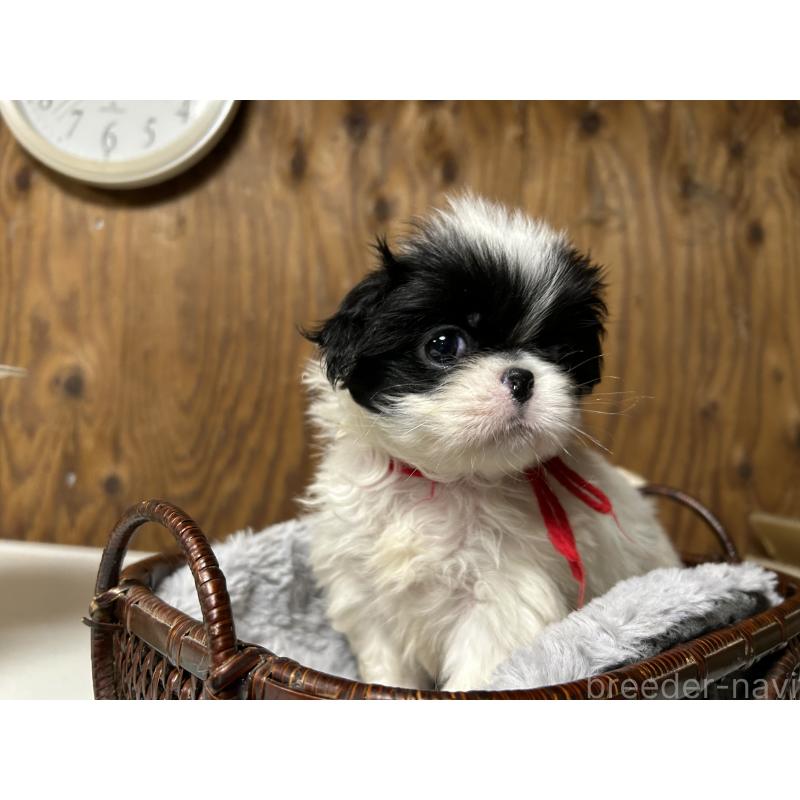 成約済の静岡県の狆 (チン)-424013の7枚目