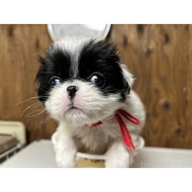 成約済の静岡県の狆 (チン)-424013の6枚目