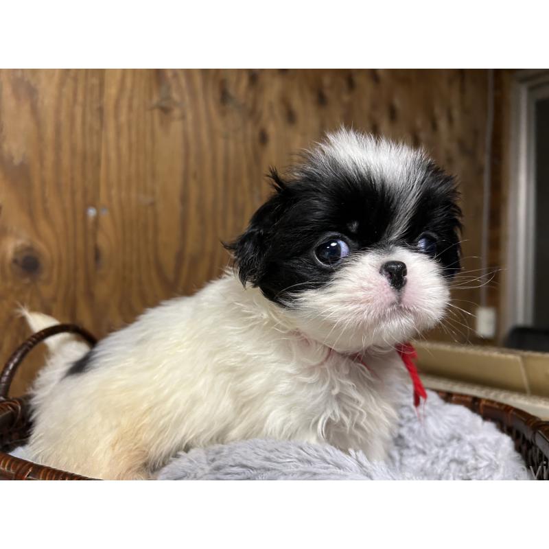 成約済の静岡県の狆 (チン)-424013の5枚目