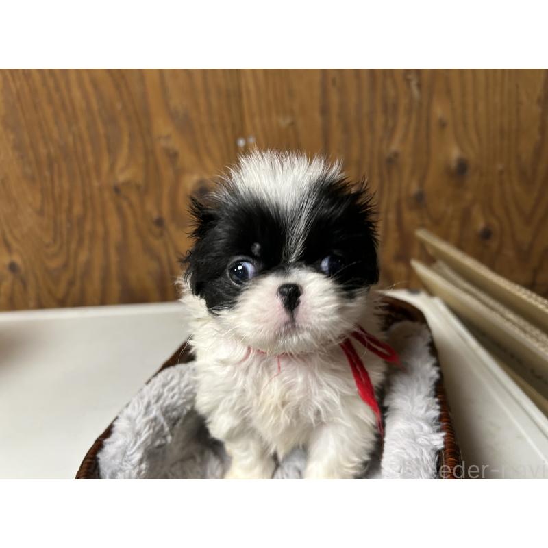 成約済の静岡県の狆 (チン)-424013の4枚目