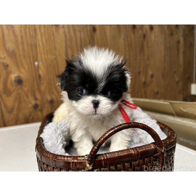 成約済の静岡県の狆 (チン)-424013の3枚目