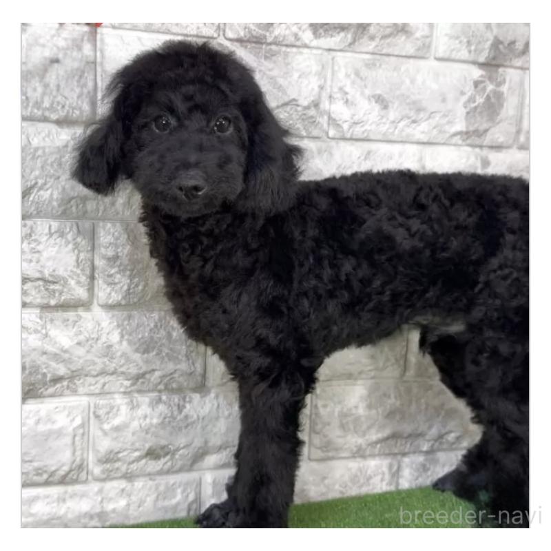 販売中の埼玉県のトイプードル-428567の1枚目