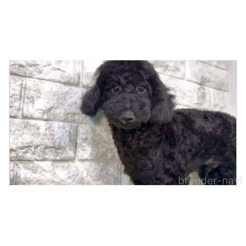 販売中の埼玉県のトイプードル-428567の3枚目