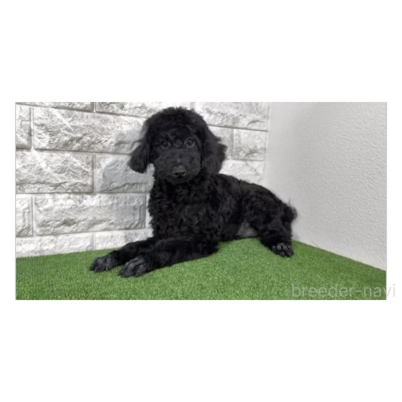 販売中の埼玉県のトイプードル-428567の2枚目