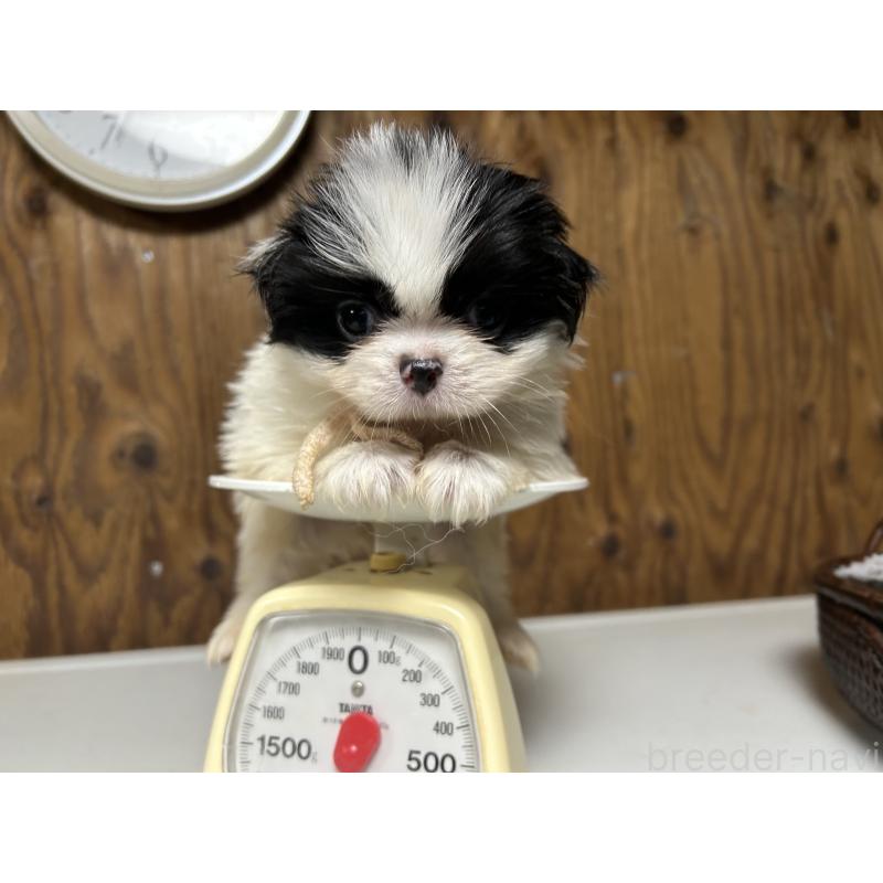 成約済の静岡県の狆 (チン)-424014の3枚目