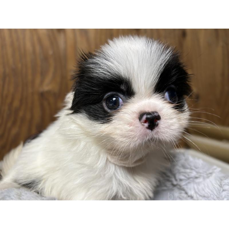 成約済の静岡県の狆 (チン)-424014の2枚目