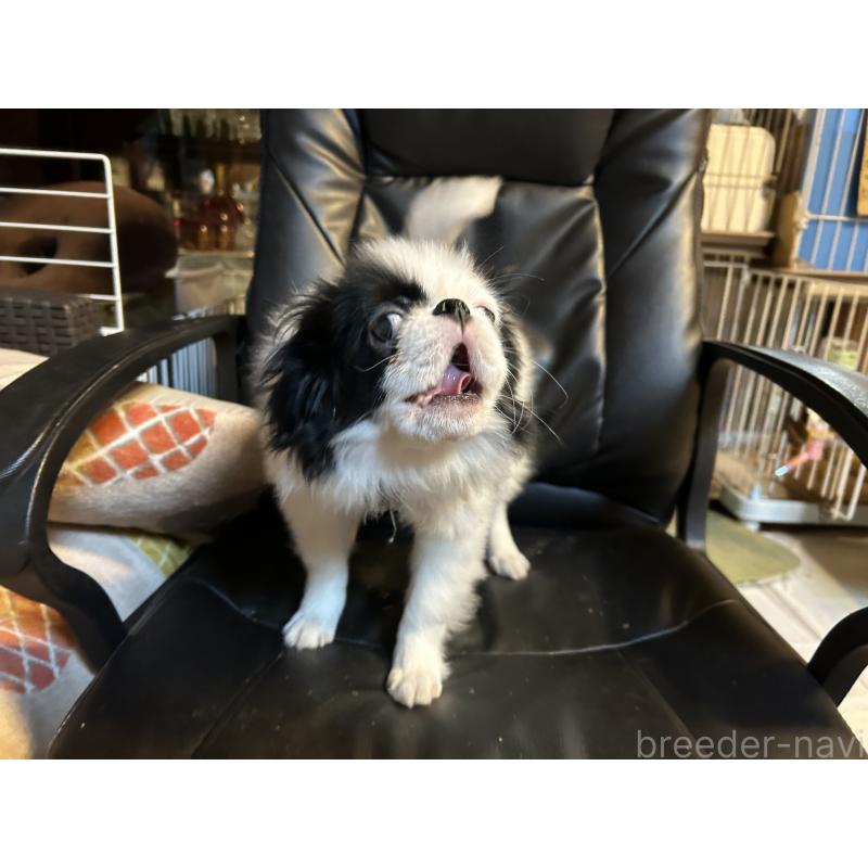 成約済の静岡県の狆 (チン)-407723の3枚目