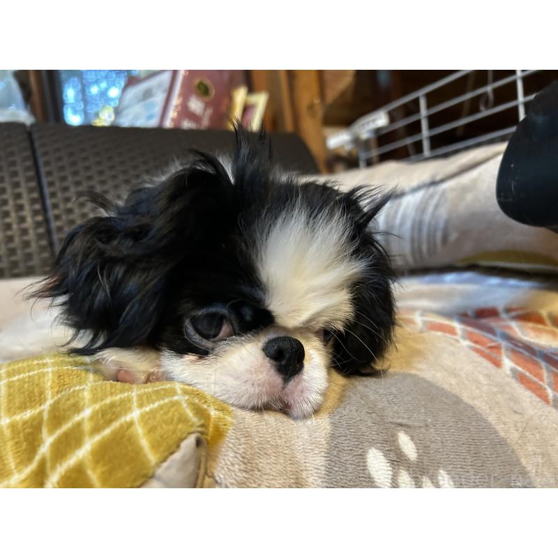 成約済の静岡県の狆 (チン)-407723の2枚目