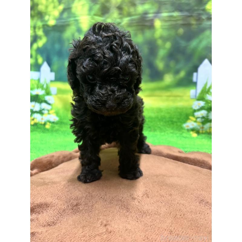 販売中の栃木県のタイニープードル-428572