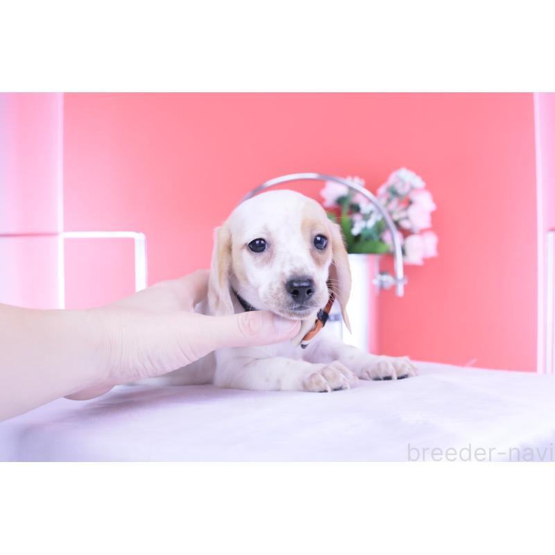 販売中の愛知県のミニチュアダックスフンド(スムースヘアード)-423311の14枚目