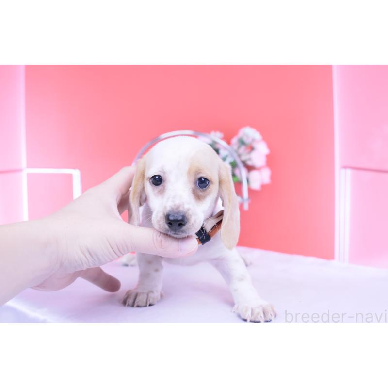 販売中の愛知県のミニチュアダックスフンド(スムースヘアード)-423311の13枚目