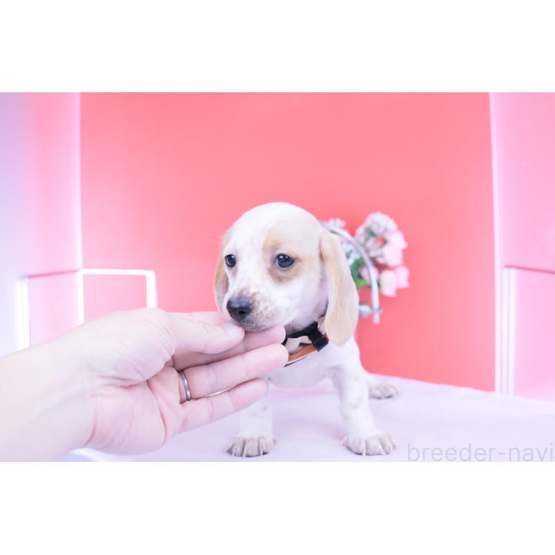 販売中の愛知県のミニチュアダックスフンド(スムースヘアード)-423311の12枚目