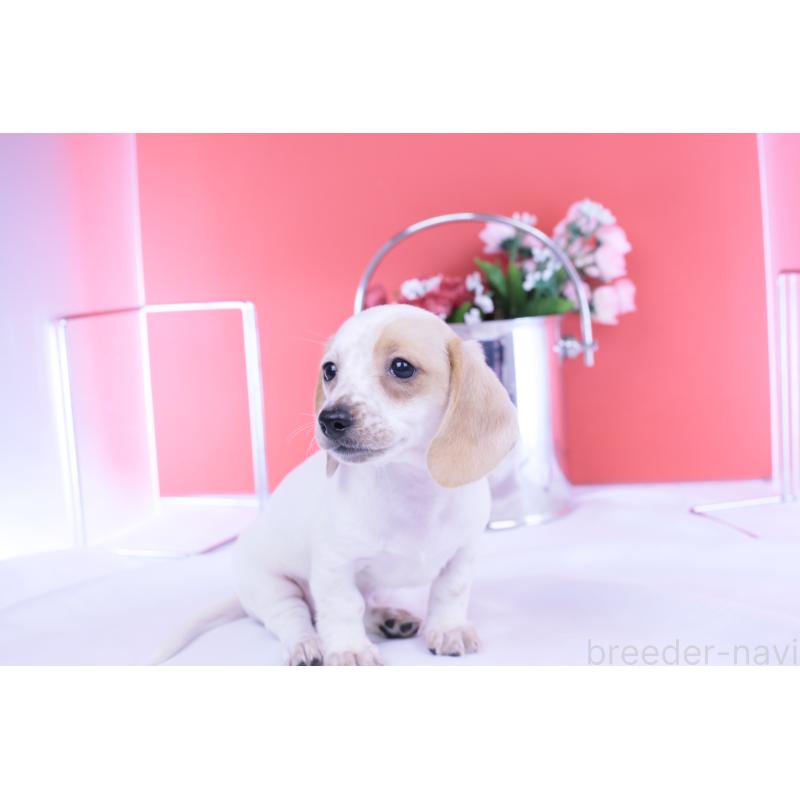 販売中の愛知県のミニチュアダックスフンド(スムースヘアード)-423311の8枚目