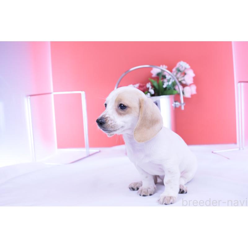 販売中の愛知県のミニチュアダックスフンド(スムースヘアード)-423311の7枚目