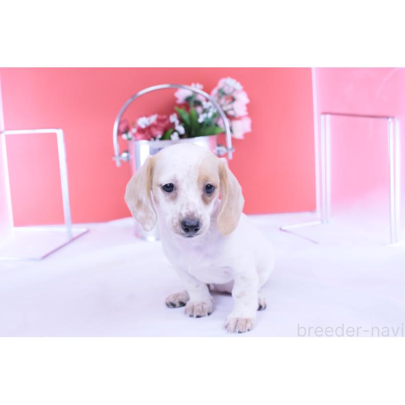 販売中の愛知県のミニチュアダックスフンド(スムースヘアード)-423311の5枚目