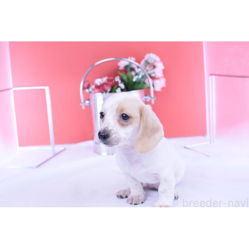 販売中の愛知県のミニチュアダックスフンド(スムースヘアード)-423311の4枚目