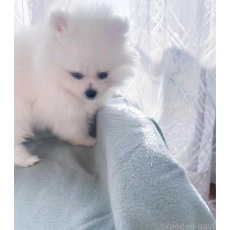 販売中の岐阜県のポメラニアン-428574の3枚目