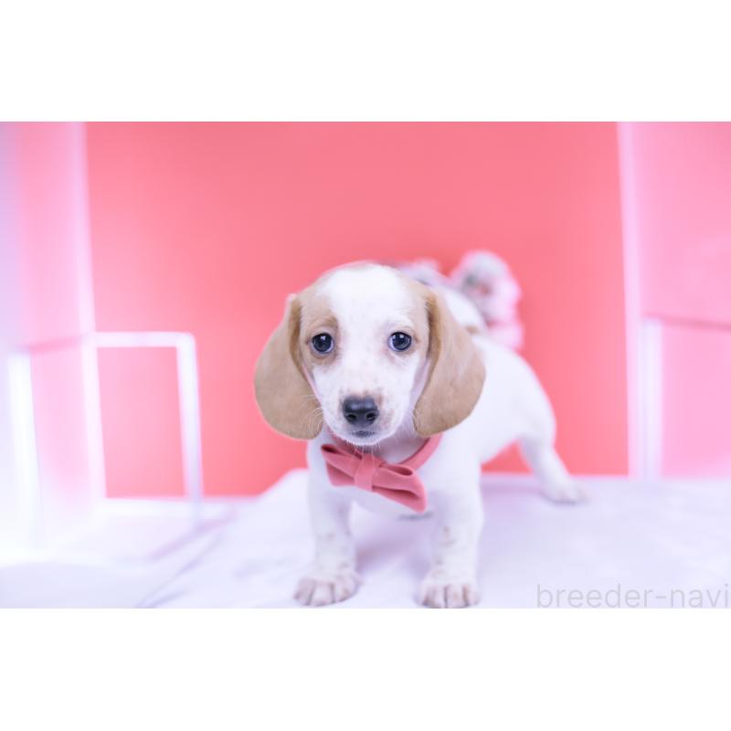 販売中の愛知県のミニチュアダックスフンド(スムースヘアード)-423236の14枚目