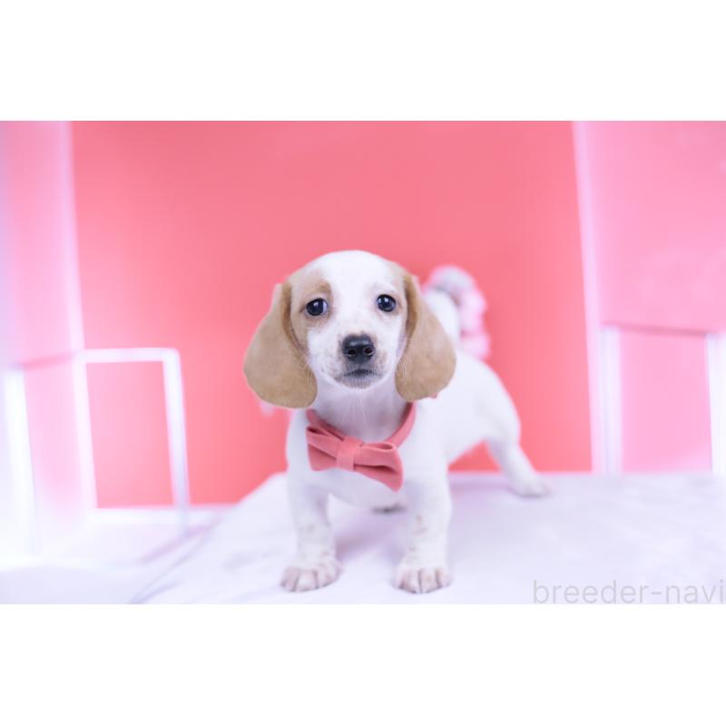 販売中の愛知県のミニチュアダックスフンド(スムースヘアード)-423236の12枚目