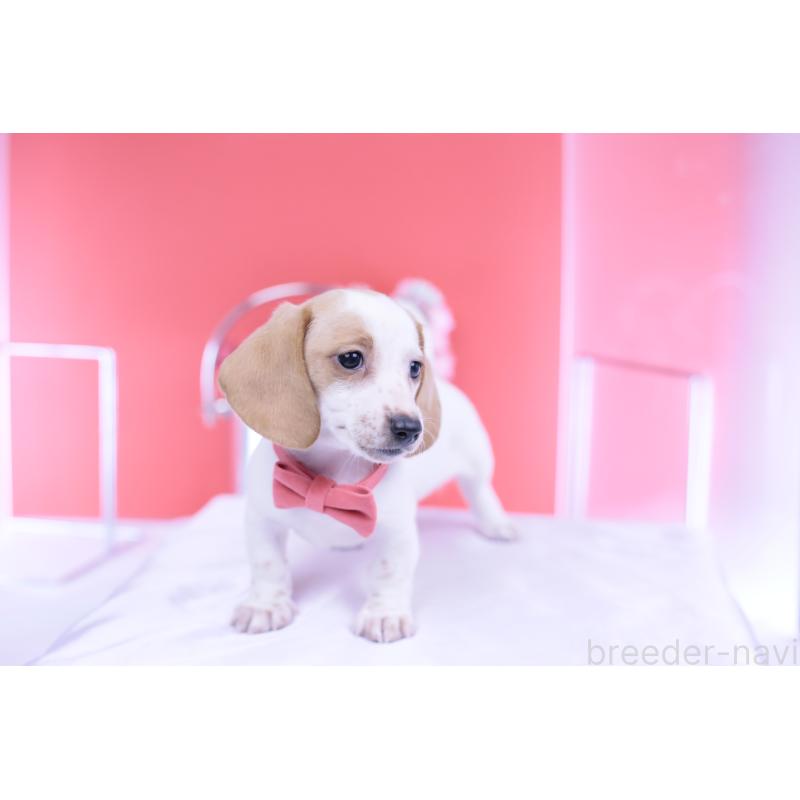 販売中の愛知県のミニチュアダックスフンド(スムースヘアード)-423236の11枚目