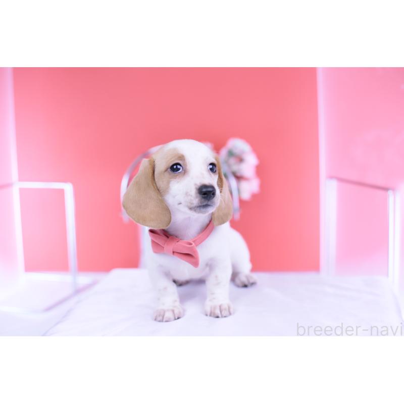 販売中の愛知県のミニチュアダックスフンド(スムースヘアード)-423236の7枚目