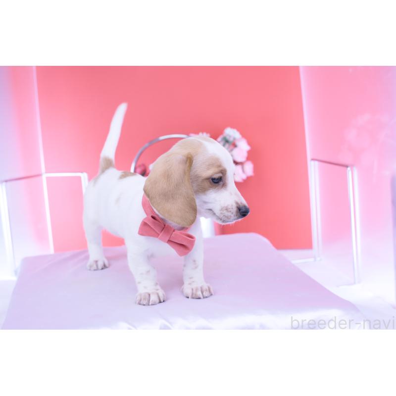 販売中の愛知県のミニチュアダックスフンド(スムースヘアード)-423236の5枚目