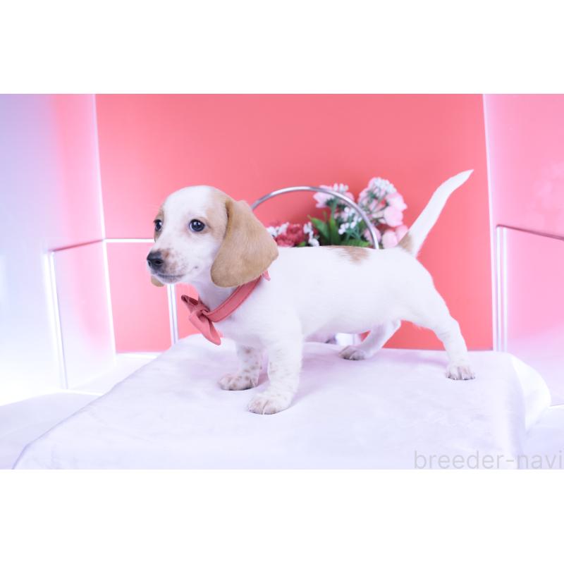 販売中の愛知県のミニチュアダックスフンド(スムースヘアード)-423236の3枚目