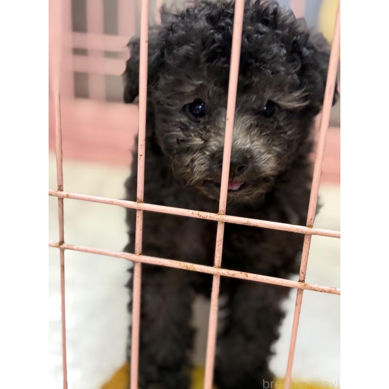 成約済の静岡県のトイプードル-423306の1枚目