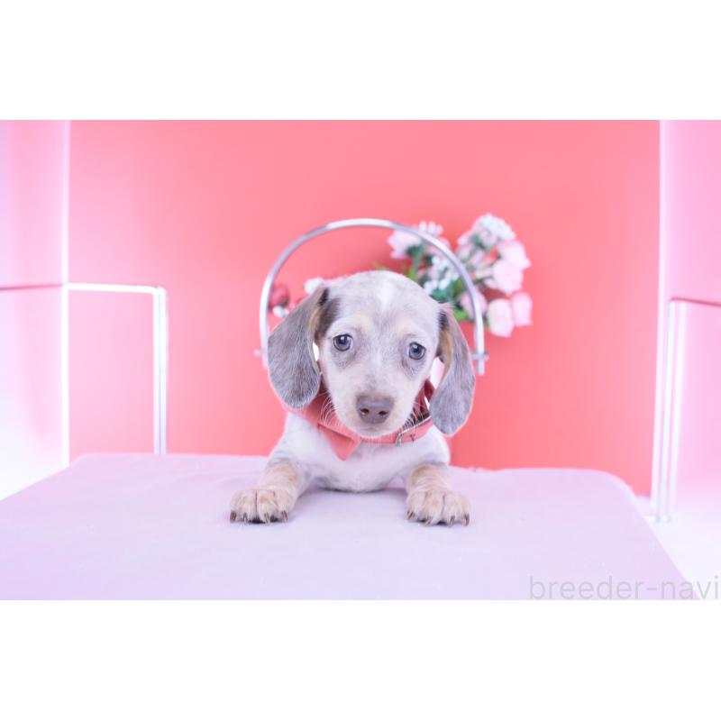 販売中の愛知県のミニチュアダックスフンド(スムースヘアード)-423233の15枚目