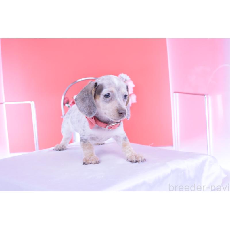 販売中の愛知県のミニチュアダックスフンド(スムースヘアード)-423233の13枚目