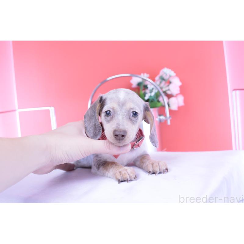 販売中の愛知県のミニチュアダックスフンド(スムースヘアード)-423233の8枚目