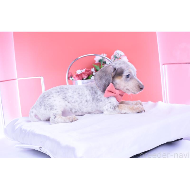 販売中の愛知県のミニチュアダックスフンド(スムースヘアード)-423233の6枚目