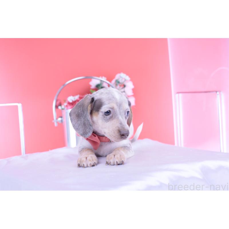 販売中の愛知県のミニチュアダックスフンド(スムースヘアード)-423233の3枚目