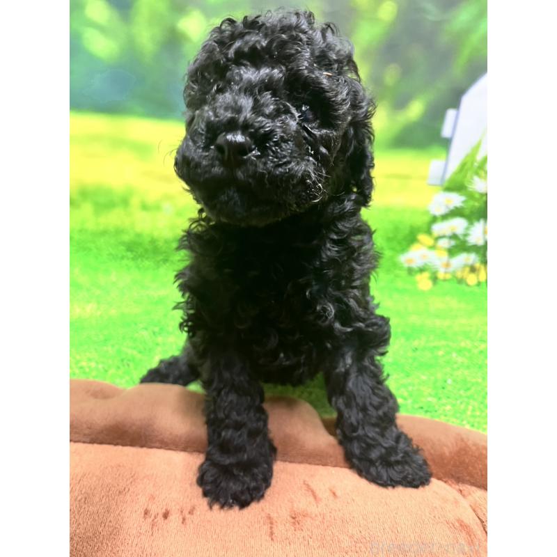 販売中の栃木県のタイニープードル-428576