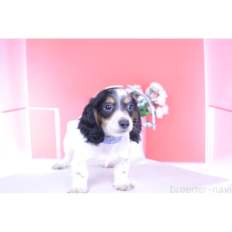 販売中の愛知県のミニチュアダックスフンド(ロングヘアード)-422670の12枚目