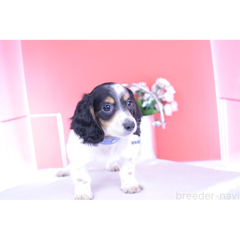 販売中の愛知県のミニチュアダックスフンド(ロングヘアード)-422670の10枚目