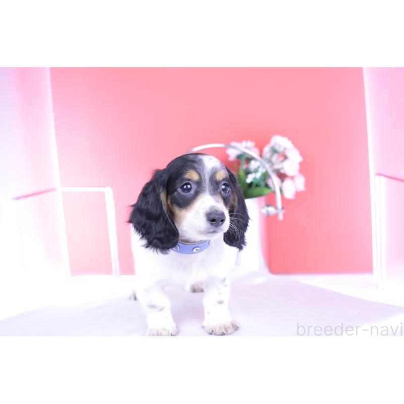 販売中の愛知県のミニチュアダックスフンド(ロングヘアード)-422670の8枚目