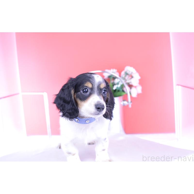 販売中の愛知県のミニチュアダックスフンド(ロングヘアード)-422670の7枚目