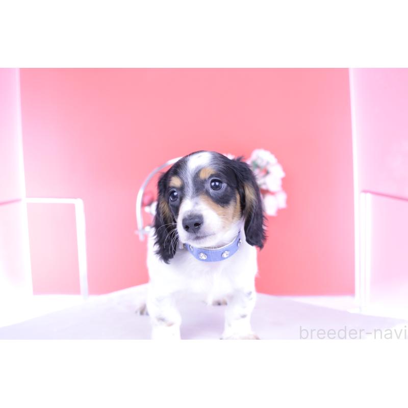 販売中の愛知県のミニチュアダックスフンド(ロングヘアード)-422670の5枚目