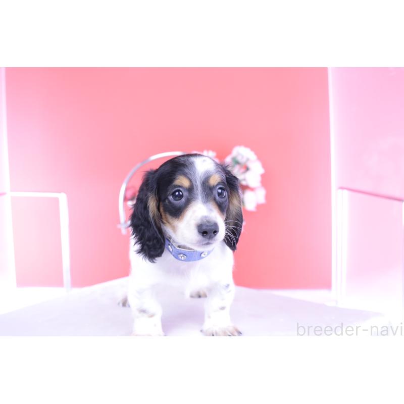 販売中の愛知県のミニチュアダックスフンド(ロングヘアード)-422670の4枚目