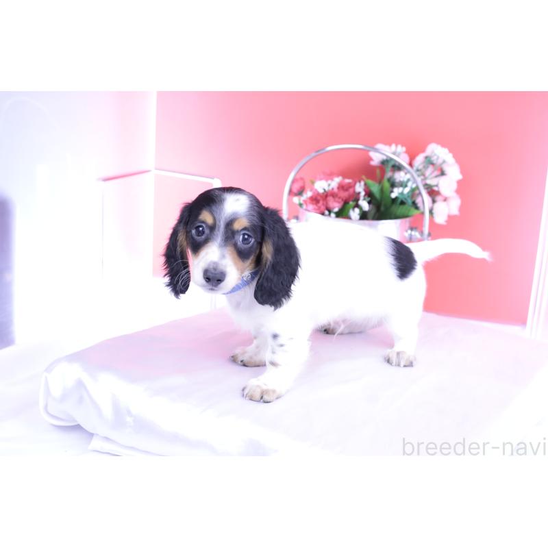 販売中の愛知県のミニチュアダックスフンド(ロングヘアード)-422670の3枚目