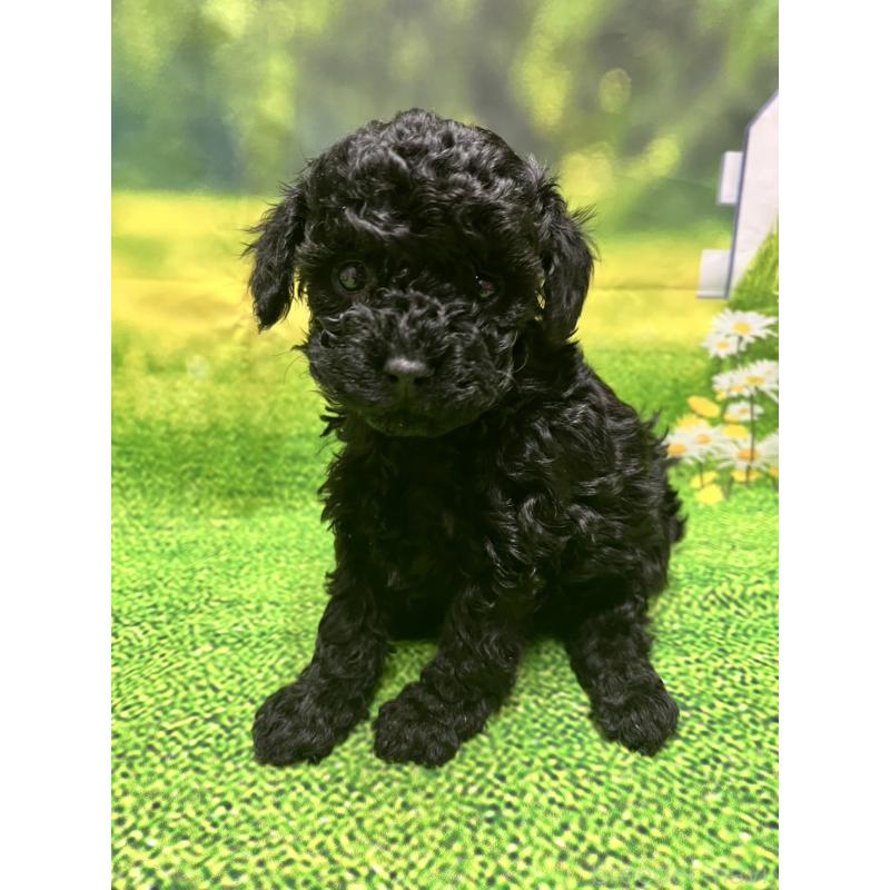 販売中の栃木県のタイニープードル-428577の1枚目